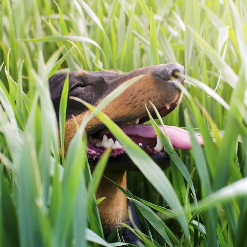 Dog playing outdoor in grass with big smile on his face.